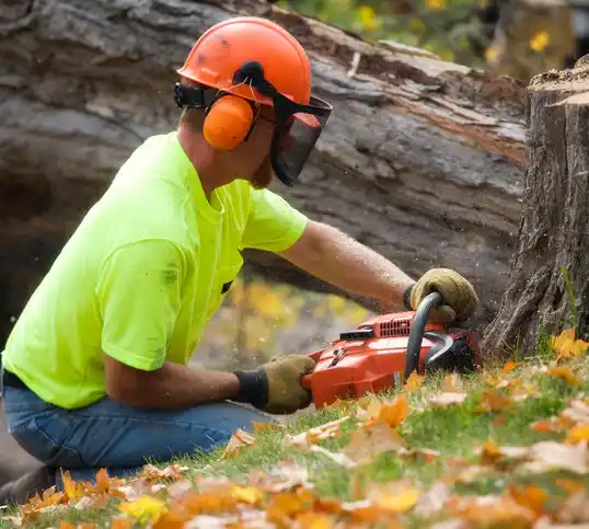 tree services Pine Lake Park